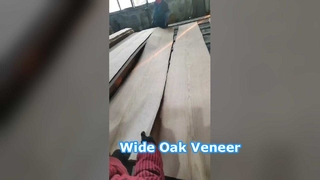 قشرة البلوط الأبيض الأمريكي قطع التاج