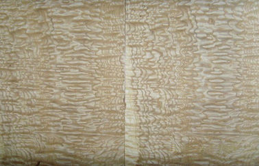 أصفر رماد burl قشرة خشبيّ, 0,50 mm سماكة قشرة طبيعيّ خشبيّ