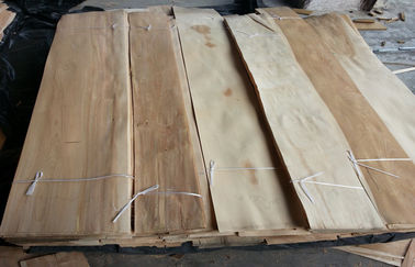 شرائح قشرة خشب البتولا المقطعة بشكل طبيعي للأثاث